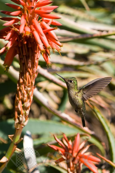 Colibri du Chili