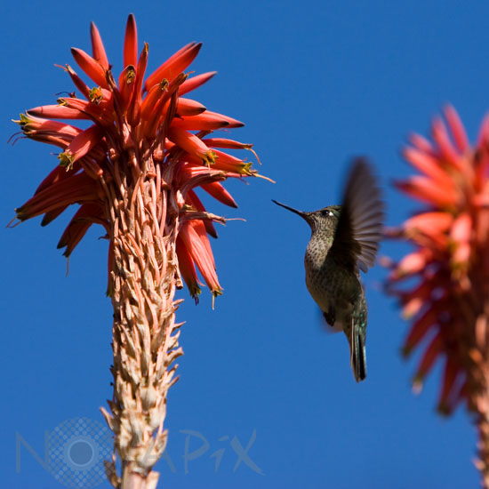 Colibri du Chili