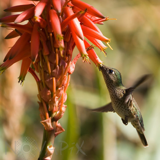 Colibri du Chili