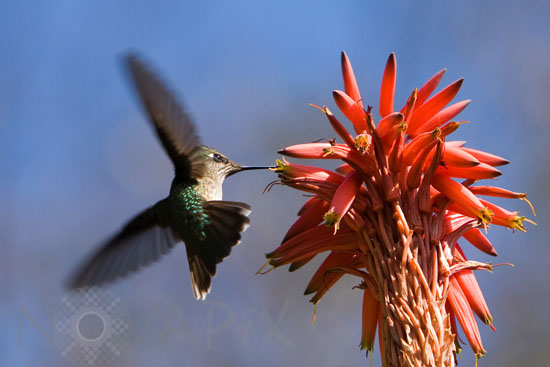 Colibri du Chili