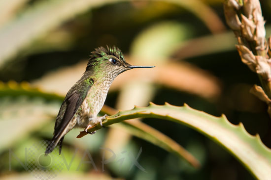 Colibri du Chili