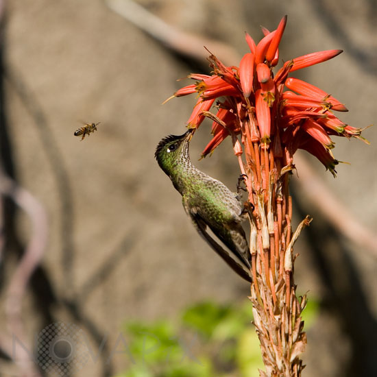 Colibri du Chili