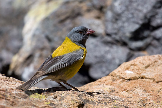 Phrygile de Patagonie