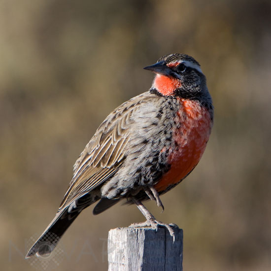 Long-tailed Meadowlark