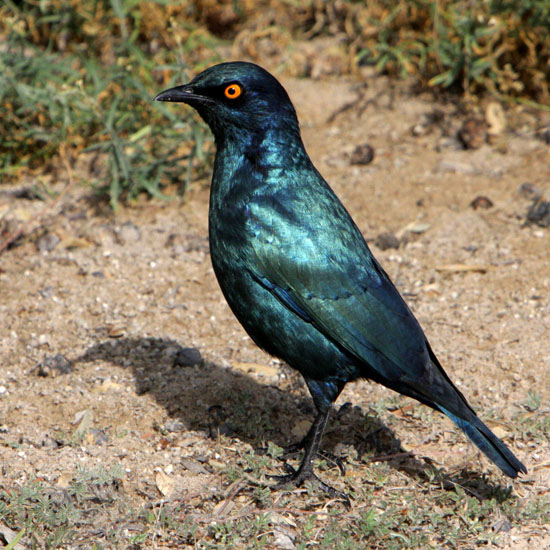 Choucador à épaulettes rouges
