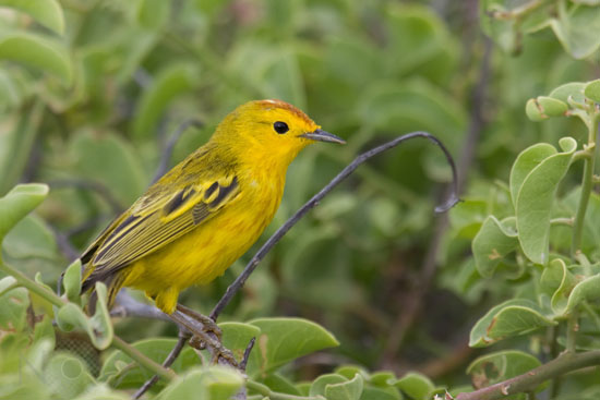 Paruline jaune