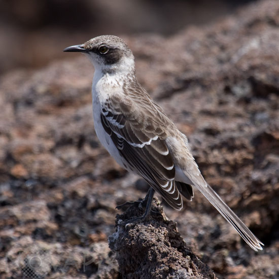 Galapagos Mockingbird