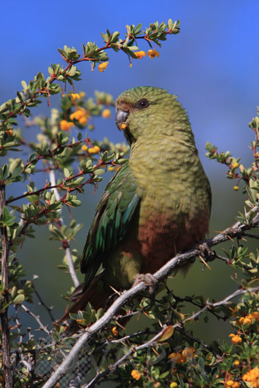 Conure Magellanique