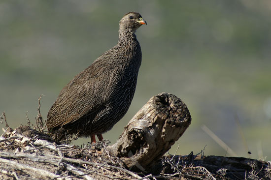 Cape Francolin