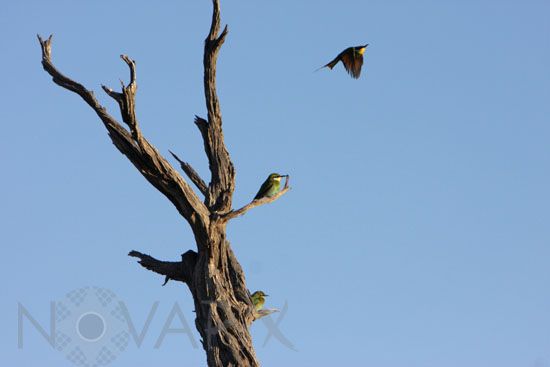 Swallow-tailed Bee-eater