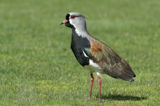 Southern lapwing