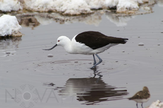 Andean avocet