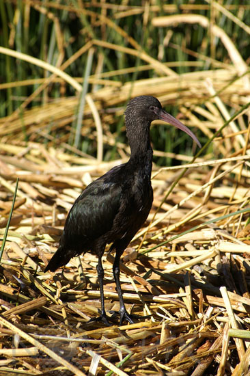 Ibis de Ridgway