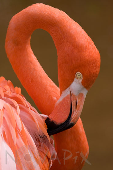 American Flamingo