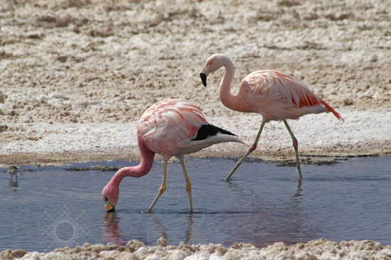 Andean Flamingo and Chilean flamingo