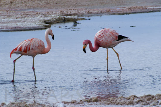 Andean Flamingo and Chilean flamingo