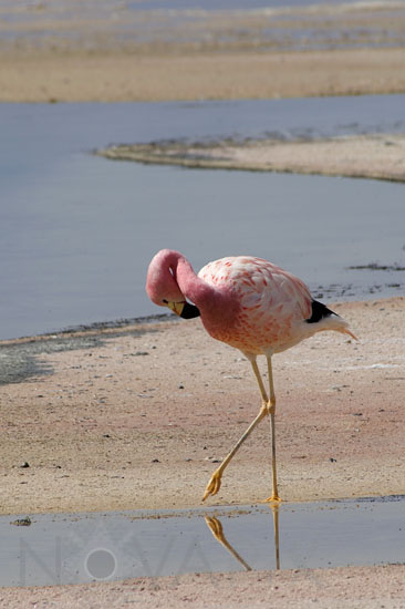 Andean Flamingo