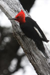 Pic de Magellan