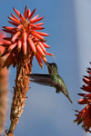 Colibri du Chili