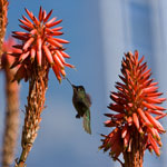 Colibri du Chili