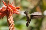 Colibri du Chili