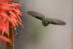 Colibri du Chili