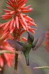 Colibri du Chili