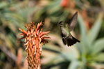 Colibri du Chili