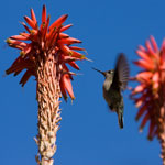 Colibri du Chili