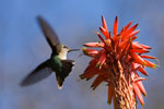 Colibri du Chili