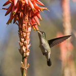 Colibri du Chili