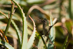 Colibri du Chili