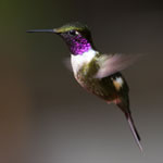 Colibri de Mitchell en vol