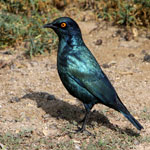 Choucador à épaulettes rouges