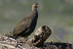 Francolin du Cap