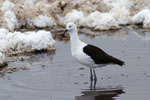 Avocette des Andes