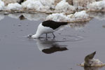 Avocette des Andes