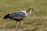 Ibis à face noire