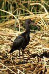 Ibis de Ridgway