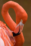 Flamant rouge