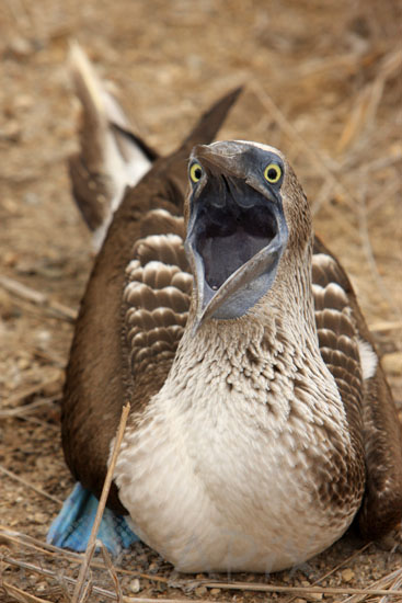 Fou à pieds bleus 