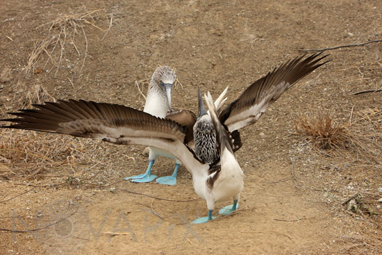Blue-footed boobies