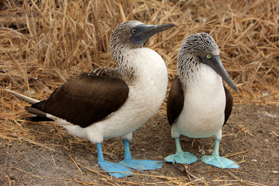Fous à pieds bleus 