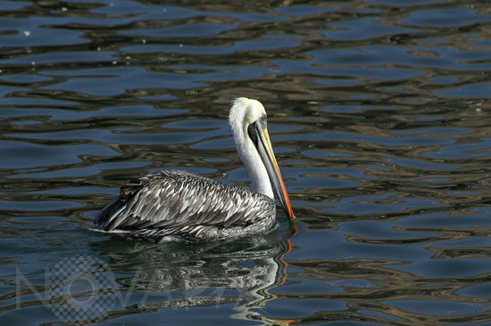 Peruvian pelican