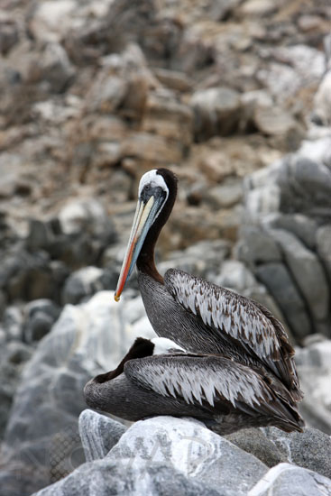 Peruvian pelican
