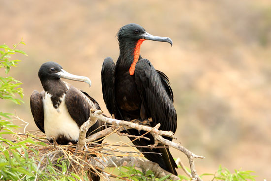 Magnificent frigatebird