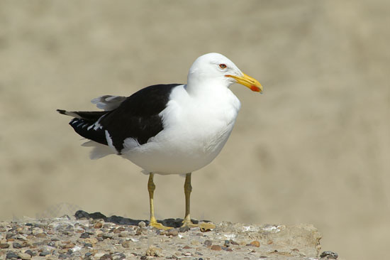 Goéland dominicain 