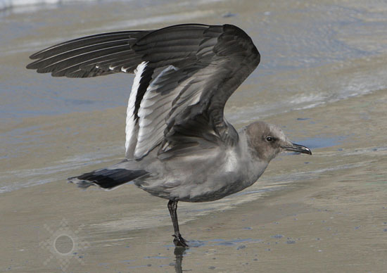 Grey Gull