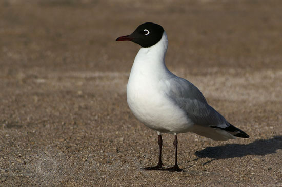 Mouette des Andes