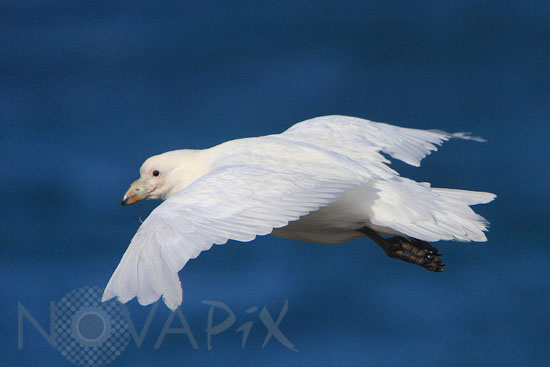 Snowy Sheathbill